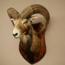 Muflón (Ovis gmelini musimon). Preparación HL 66 cm (cabeza y hombros) sobre placa de trofeo.