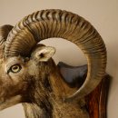 Muflón (Ovis gmelini musimon). Preparación HL 66 cm (cabeza y hombros) sobre placa de trofeo.