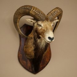 Muflón (Ovis gmelini musimon). Preparación HL 66 cm (cabeza y hombros) sobre placa de trofeo.