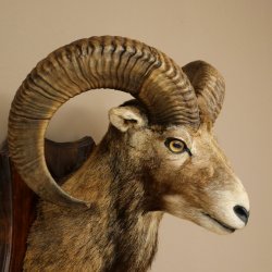 Muflón (Ovis gmelini musimon). Preparación HL 66 cm (cabeza y hombros) sobre placa de trofeo.