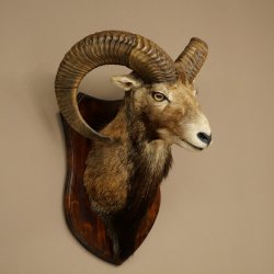 Muflón (Ovis gmelini musimon). Preparación HL 66 cm (cabeza y hombros) sobre placa de trofeo.