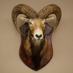 Muflón (Ovis gmelini musimon). Preparación HL 66 cm (cabeza y hombros) sobre placa de trofeo.