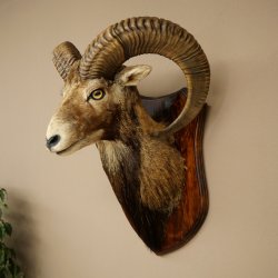 Muflón (Ovis gmelini musimon). Preparación HL 66 cm (cabeza y hombros) sobre placa de trofeo.