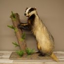 Dachs, staand op decoratief voetstuk; opgezette dierfiguur; opgezette roofdierfiguur 89.10.120