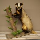 Dachs, staand op decoratief voetstuk; opgezette dierfiguur; opgezette roofdierfiguur 89.10.120