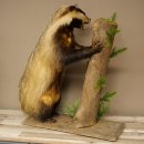 Dachs, staand op decoratief voetstuk; opgezette dierfiguur; opgezette roofdierfiguur 89.10.120