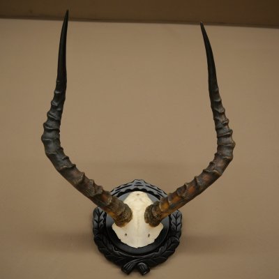 Antilope impala (Aepyceros) – Trofeo di cranio – Altezza 52 cm – Scheda del trofeo 88.4.75