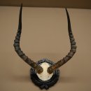 Antílope impala (Aepyceros). Trofeo de...