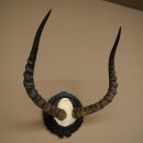 Antílope impala (Aepyceros). Trofeo de...