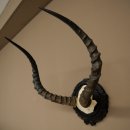 Antilope impala (Aepyceros) – Trofeo di cranio – Altezza 52 cm – Scheda del trofeo 88.4.75
