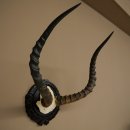Antilope impala (Aepyceros) – Trofeo di cranio – Altezza 52 cm – Scheda del trofeo 88.4.75