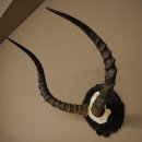 Antilope impala (Aepyceros) – Trofeo di cranio – Altezza 52 cm – Scheda del trofeo 88.4.75
