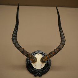 Antilope impala (Aepyceros) – Trofeo di cranio – Altezza 52 cm – Scheda del trofeo 88.4.75