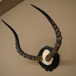 Antilope impala (Aepyceros) – Trofeo di cranio – Altezza 52 cm – Scheda del trofeo 88.4.75