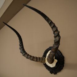Antilope impala (Aepyceros) – Trofeo di cranio – Altezza 52 cm – Scheda del trofeo 88.4.75