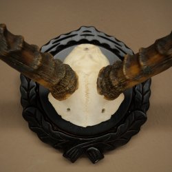 Antilope impala (Aepyceros) – Trofeo di cranio – Altezza 52 cm – Scheda del trofeo 88.4.75