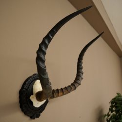 Antilope impala (Aepyceros) – Trofeo di cranio – Altezza 52 cm – Scheda del trofeo 88.4.75