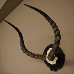 Antilope impala (Aepyceros) – Trofeo di cranio – Altezza 52 cm – Scheda del trofeo 88.4.75