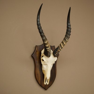 Blessbock (Damaliscus phillipsi) Antilope africana Trofeo di cranio HL 43 cm su supporto 88.5.26