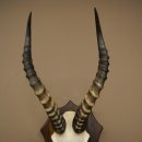 Blessbock (Damaliscus phillipsi) Antilope africana Trofeo di cranio HL 43 cm su supporto 88.5.26