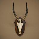 Blessbock (Damaliscus phillipsi) Antilope africana Trofeo di cranio HL 43 cm su supporto 88.5.26