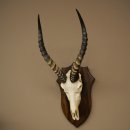 Blessbock (Damaliscus phillipsi) Antilope africana Trofeo di cranio HL 43 cm su supporto 88.5.26