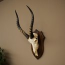 Blessbock (Damaliscus phillipsi) Antilope africana Trofeo di cranio HL 43 cm su supporto 88.5.26