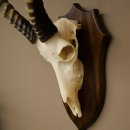 Blessbock (Damaliscus phillipsi) Antilope africana Trofeo di cranio HL 43 cm su supporto 88.5.26