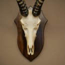Blessbock (Damaliscus phillipsi) Antilope africana Trofeo di cranio HL 43 cm su supporto 88.5.26