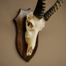 Blessbock (Damaliscus phillipsi) Antilope africana Trofeo di cranio HL 43 cm su supporto 88.5.26