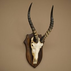 Blessbock (Damaliscus phillipsi) Antilope africana Trofeo di cranio HL 43 cm su supporto 88.5.26
