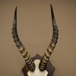 Blessbock (Damaliscus phillipsi) Antilope africana Trofeo di cranio HL 43 cm su supporto 88.5.26