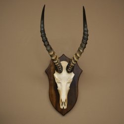 Blessbock (Damaliscus phillipsi) Antilope africana Trofeo di cranio HL 43 cm su supporto 88.5.26