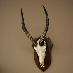 Blessbock (Damaliscus phillipsi) Antilope africana Trofeo di cranio HL 43 cm su supporto 88.5.26