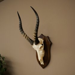 Blessbock (Damaliscus phillipsi) Antilope africana Trofeo di cranio HL 43 cm su supporto 88.5.26