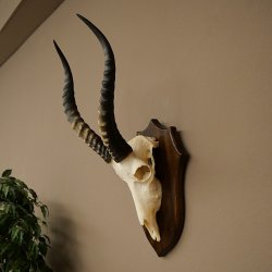 Blessbock (Damaliscus phillipsi) Antilope africana Trofeo di cranio HL 43 cm su supporto 88.5.26
