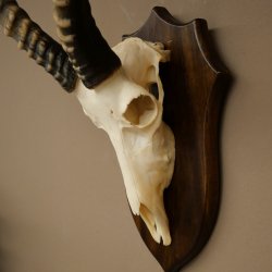 Blessbock (Damaliscus phillipsi) Antilope africana Trofeo di cranio HL 43 cm su supporto 88.5.26