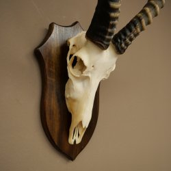 Blessbock (Damaliscus phillipsi) Antilope africana Trofeo di cranio HL 43 cm su supporto 88.5.26