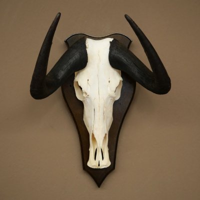 Gnu de cola blanca: trofeo de cráneo de gnu, África, antílope, trofeo de cráneo, escudo 88.9.52
