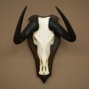 Gnu de cola blanca: trofeo de cráneo de gnu,...