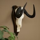 Gnu de cola blanca: trofeo de cráneo de gnu,...