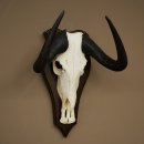 Gnu de cola blanca: trofeo de cráneo de gnu, África, antílope, trofeo de cráneo, escudo 88.9.52
