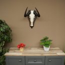Gnu de cola blanca: trofeo de cráneo de gnu, África, antílope, trofeo de cráneo, escudo 88.9.52