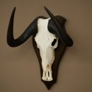 Gnu de cola blanca: trofeo de cráneo de gnu, África, antílope, trofeo de cráneo, escudo 88.9.52