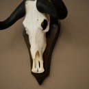 Gnu de cola blanca: trofeo de cráneo de gnu, África, antílope, trofeo de cráneo, escudo 88.9.52