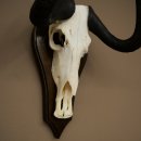 Gnu de cola blanca: trofeo de cráneo de gnu, África, antílope, trofeo de cráneo, escudo 88.9.52