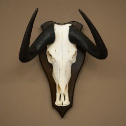 Gnu de cola blanca: trofeo de cráneo de gnu, África, antílope, trofeo de cráneo, escudo 88.9.52