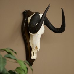 Gnu de cola blanca: trofeo de cráneo de gnu, África, antílope, trofeo de cráneo, escudo 88.9.52