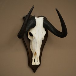 Gnu de cola blanca: trofeo de cráneo de gnu, África, antílope, trofeo de cráneo, escudo 88.9.52