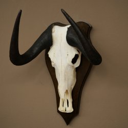 Gnu de cola blanca: trofeo de cráneo de gnu, África, antílope, trofeo de cráneo, escudo 88.9.52
